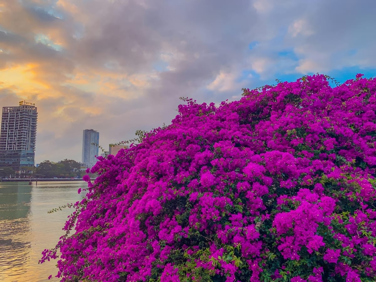 https://www.hoangphuan.com/wp-content/uploads/2025/03/hoa-giay-ruc-ro-ben-song-Han.jpg